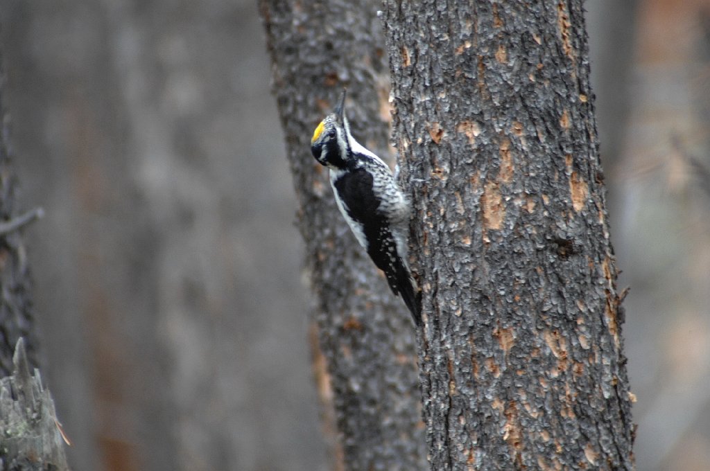 Woodpecker, Three-toed, 2009-06170375 Sun Valley, RMNP, CO.JPG - Three-toed Woodpecker. Sun Valley, RMNP, CO, 6-17-2009